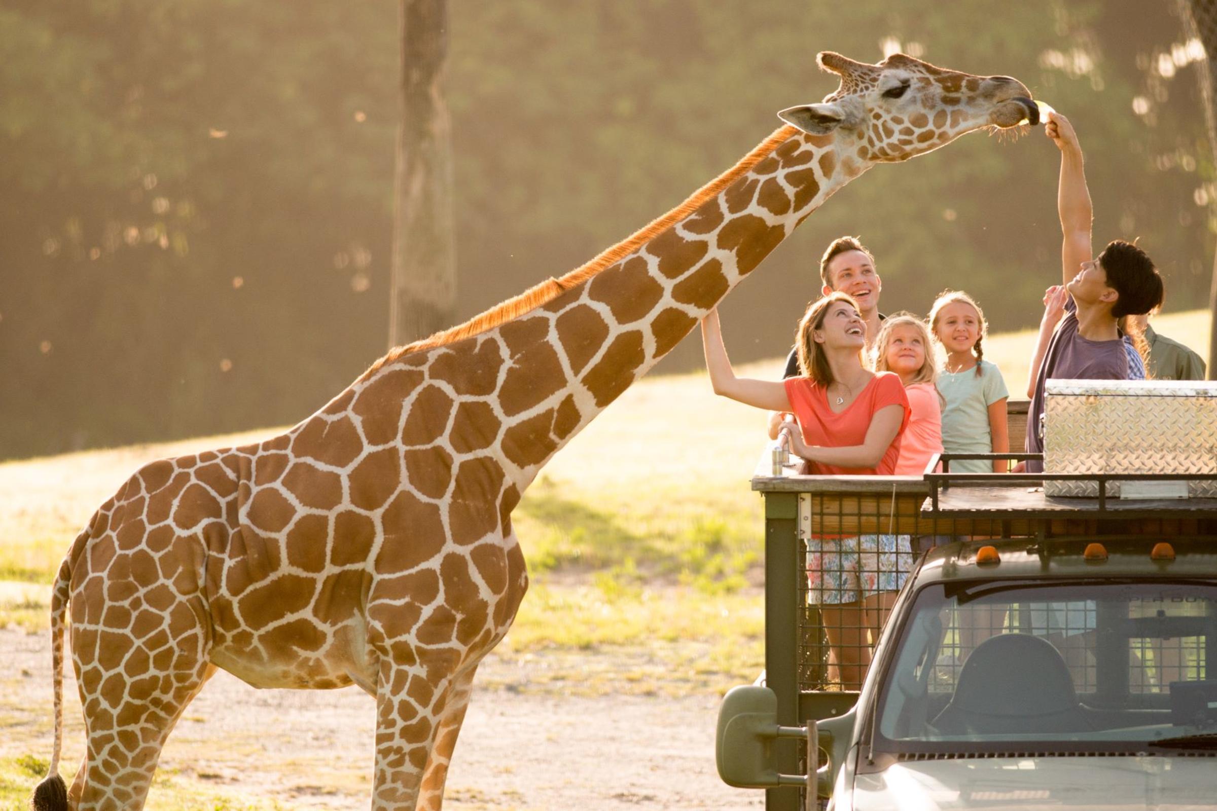 Giraffe Serengeti