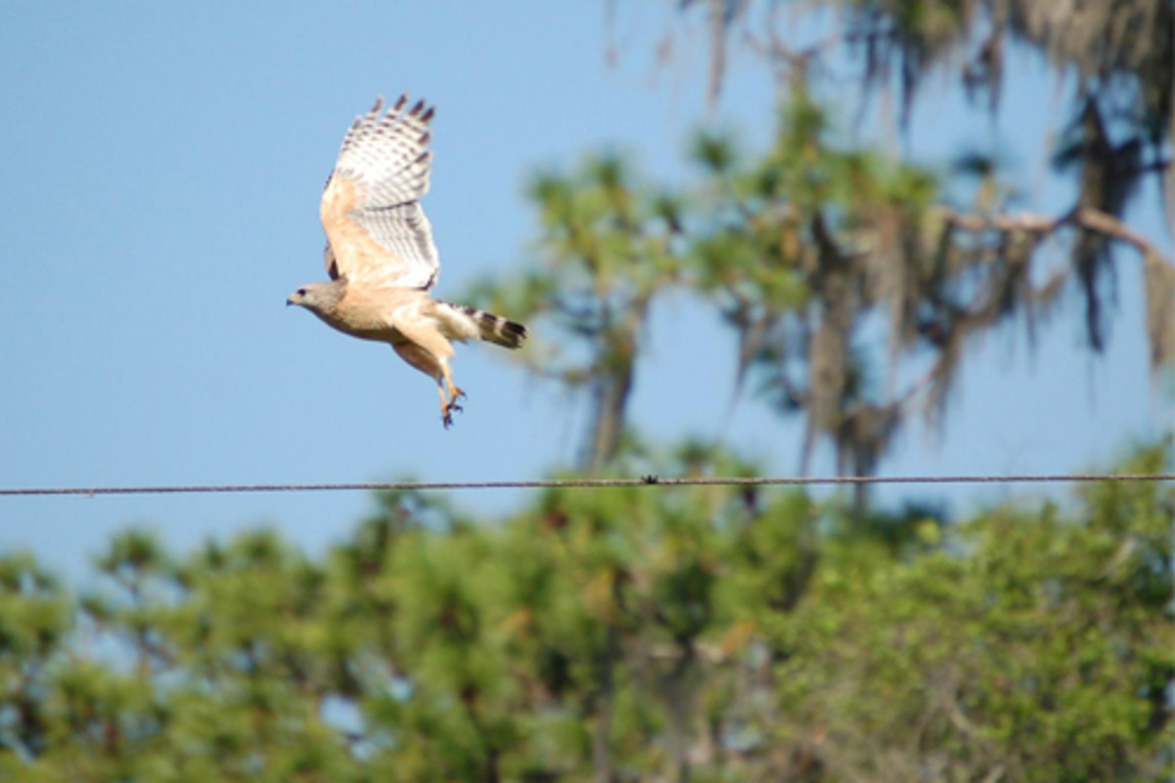 Red Shoulder Hawk in flight