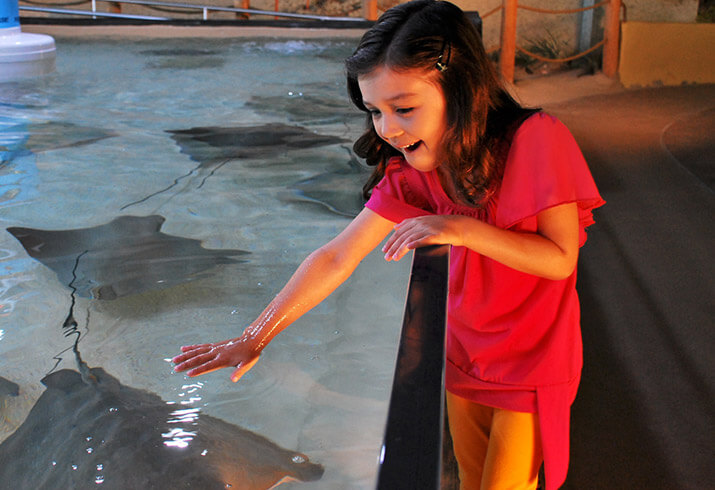 Interact with the stingrays at the Florida Aquarium