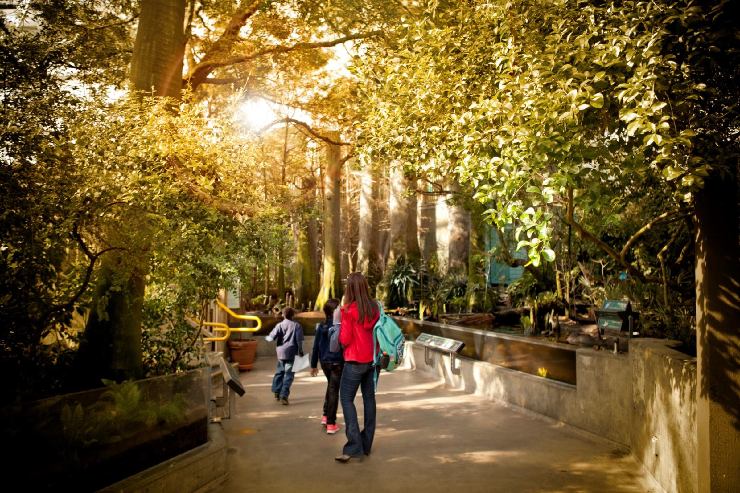 Wetlands Trail - mangrove tunnel