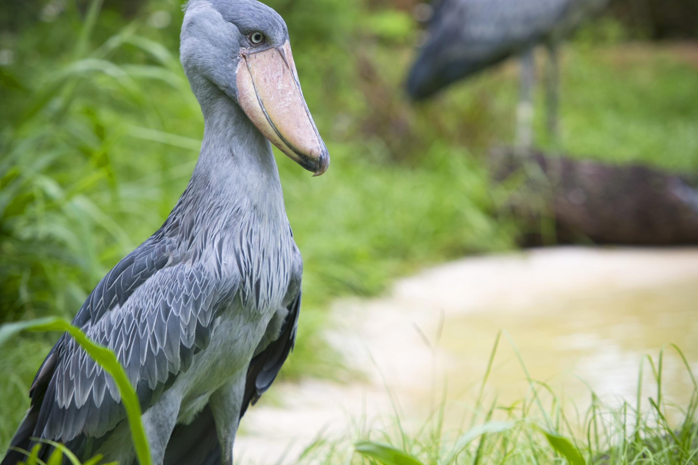 Shoebill