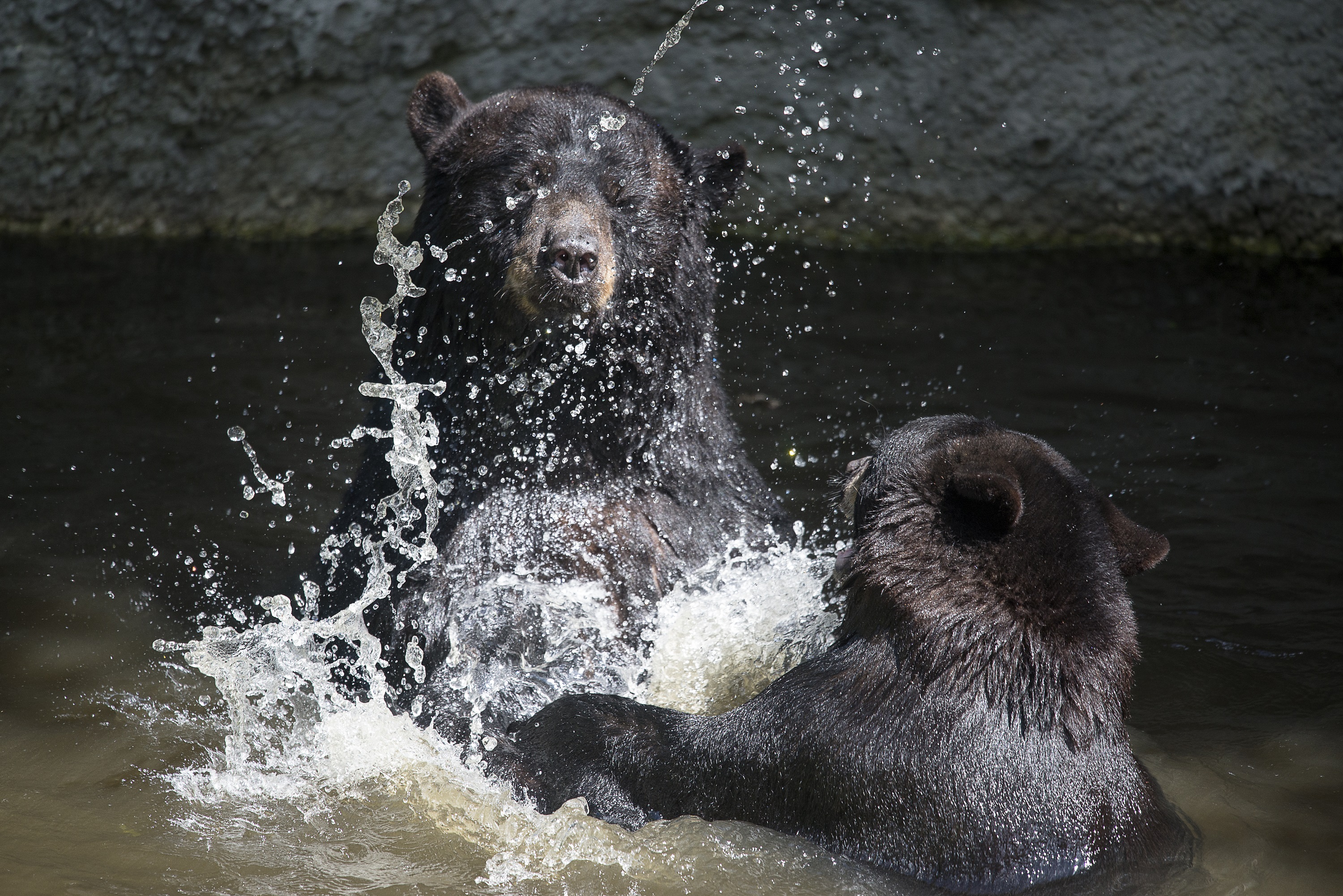 Tampa's Lowry Park Zoo Bear