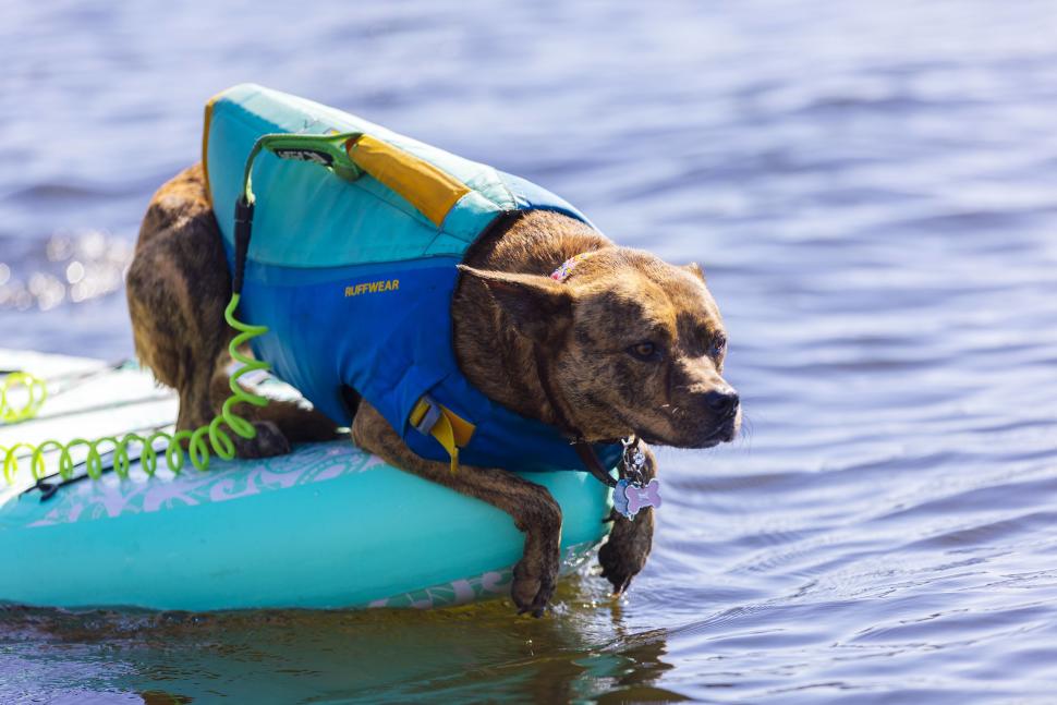 Dog on Paddleboard