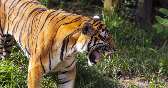 ZooTampa Malayan Tiger