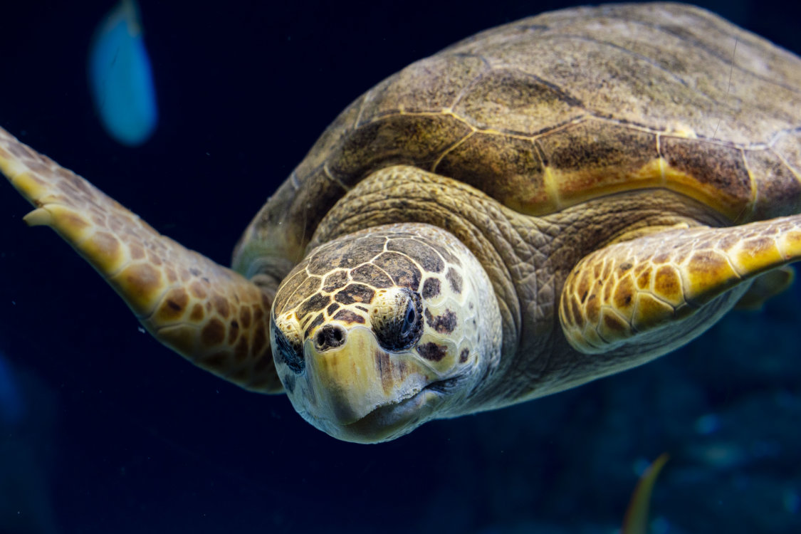 The Florida Aquarium