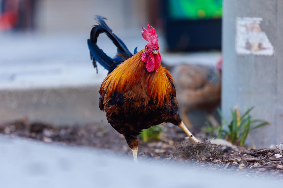 Ybor Roosters