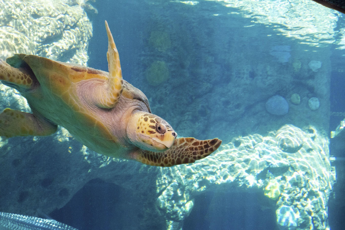 The Florida Aquarium