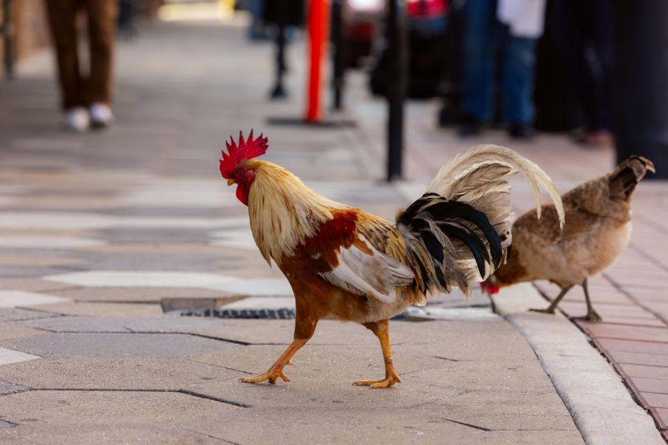 Ybor City Chickens