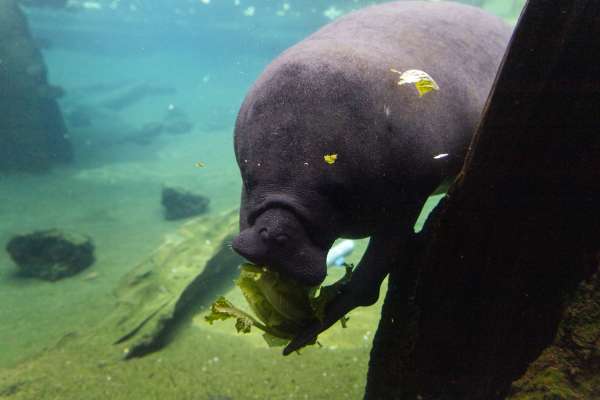 ZooTampa Manatee feeding on some lettuce