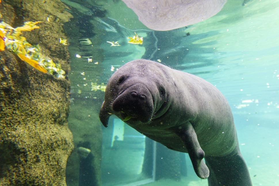 Manatees