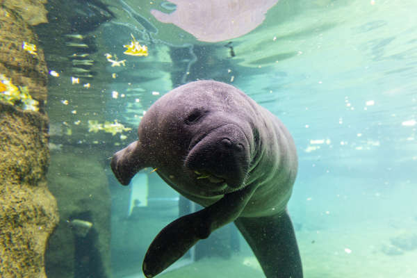 Manatee swimming underwater at ZooTampa