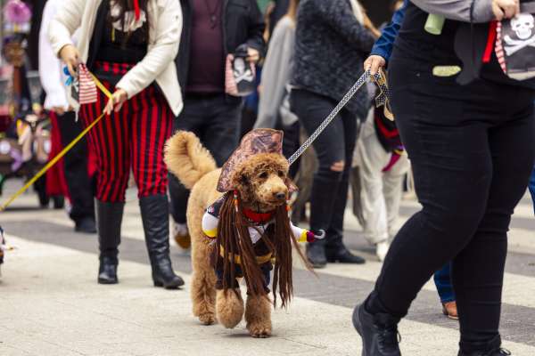 Gasparilla Pup Parade