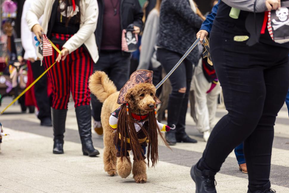 Gasparilla Dog