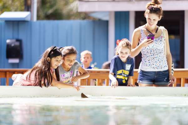 Kids gently touching the sting rays in the touch tank exhibit at ZooTampa.