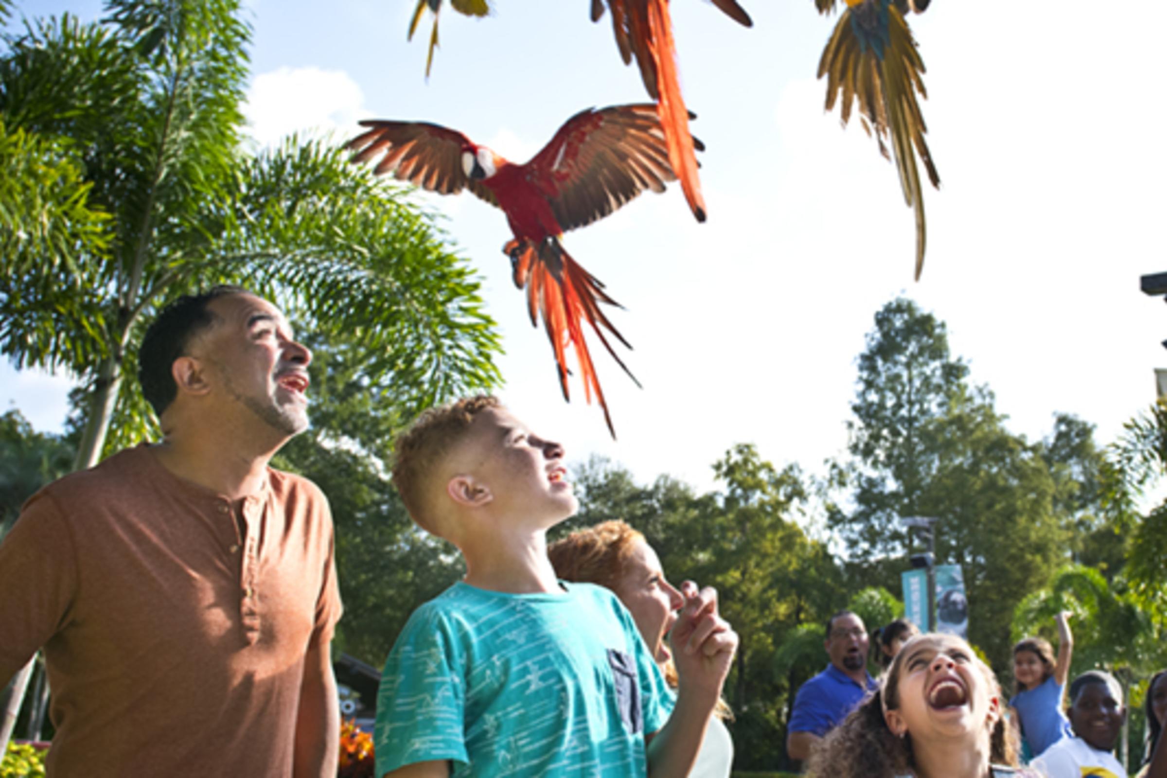 Macaw Flyover