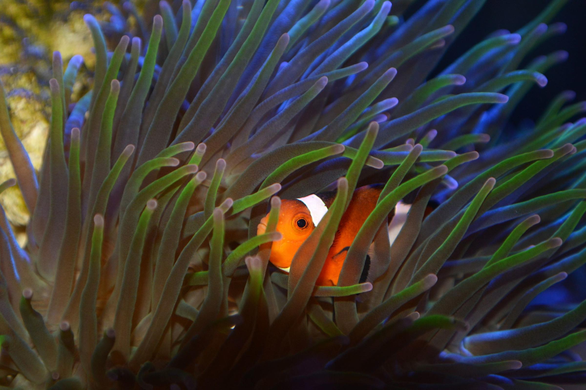 Clownfish