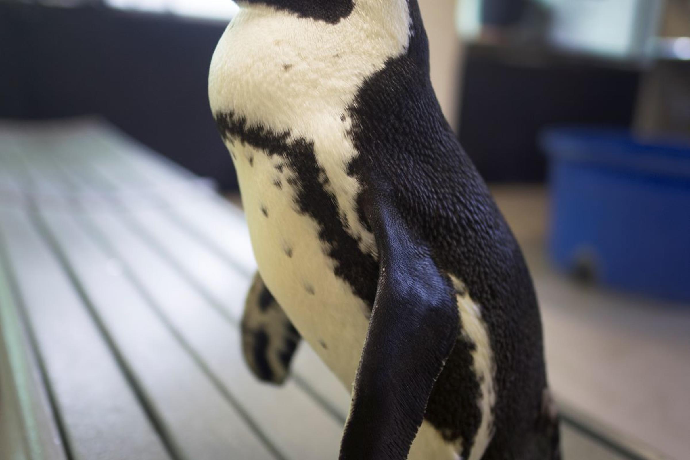 African penguin