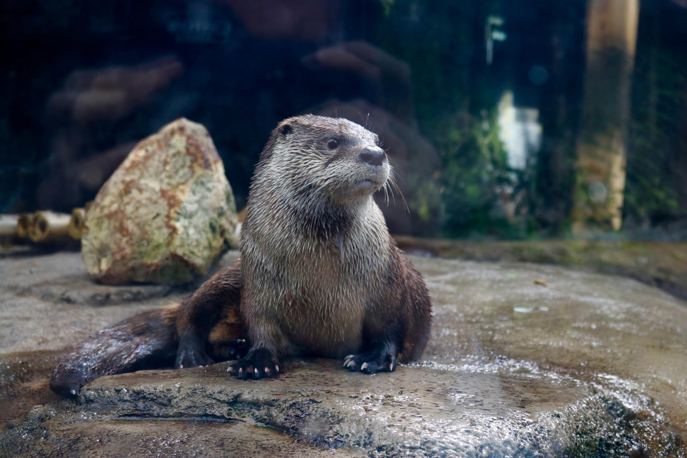 North American River Otter