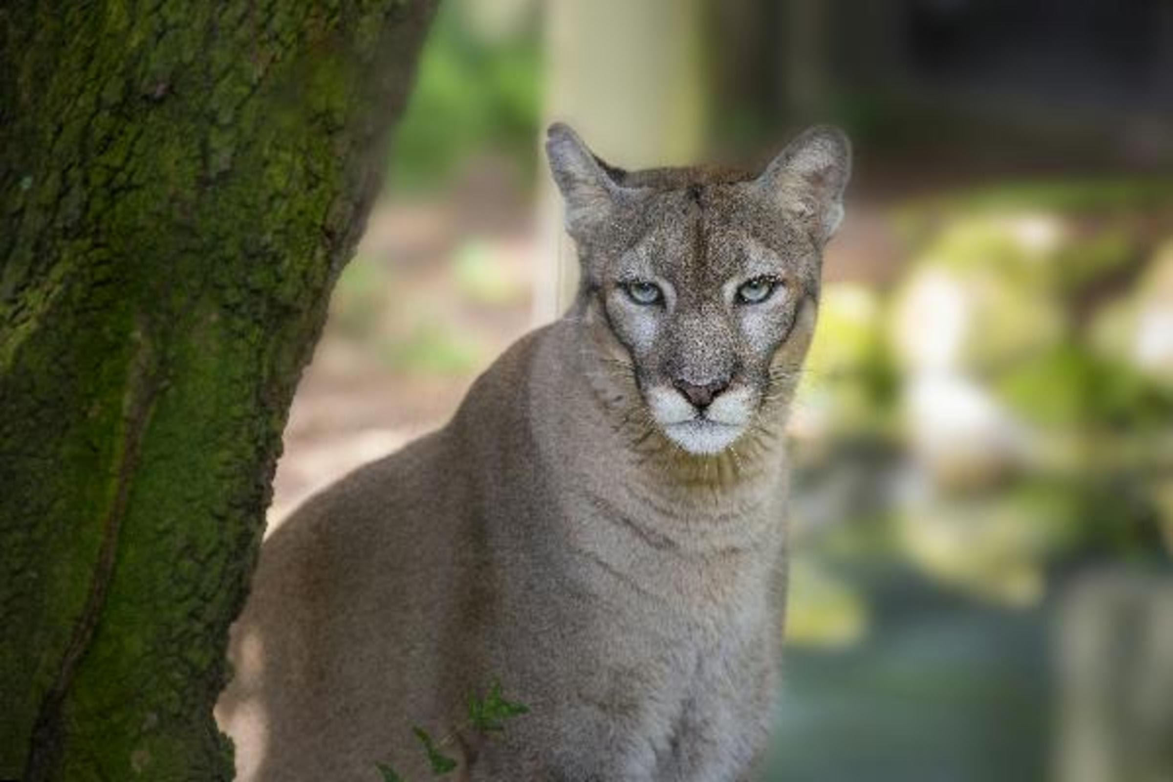 Florida Panther