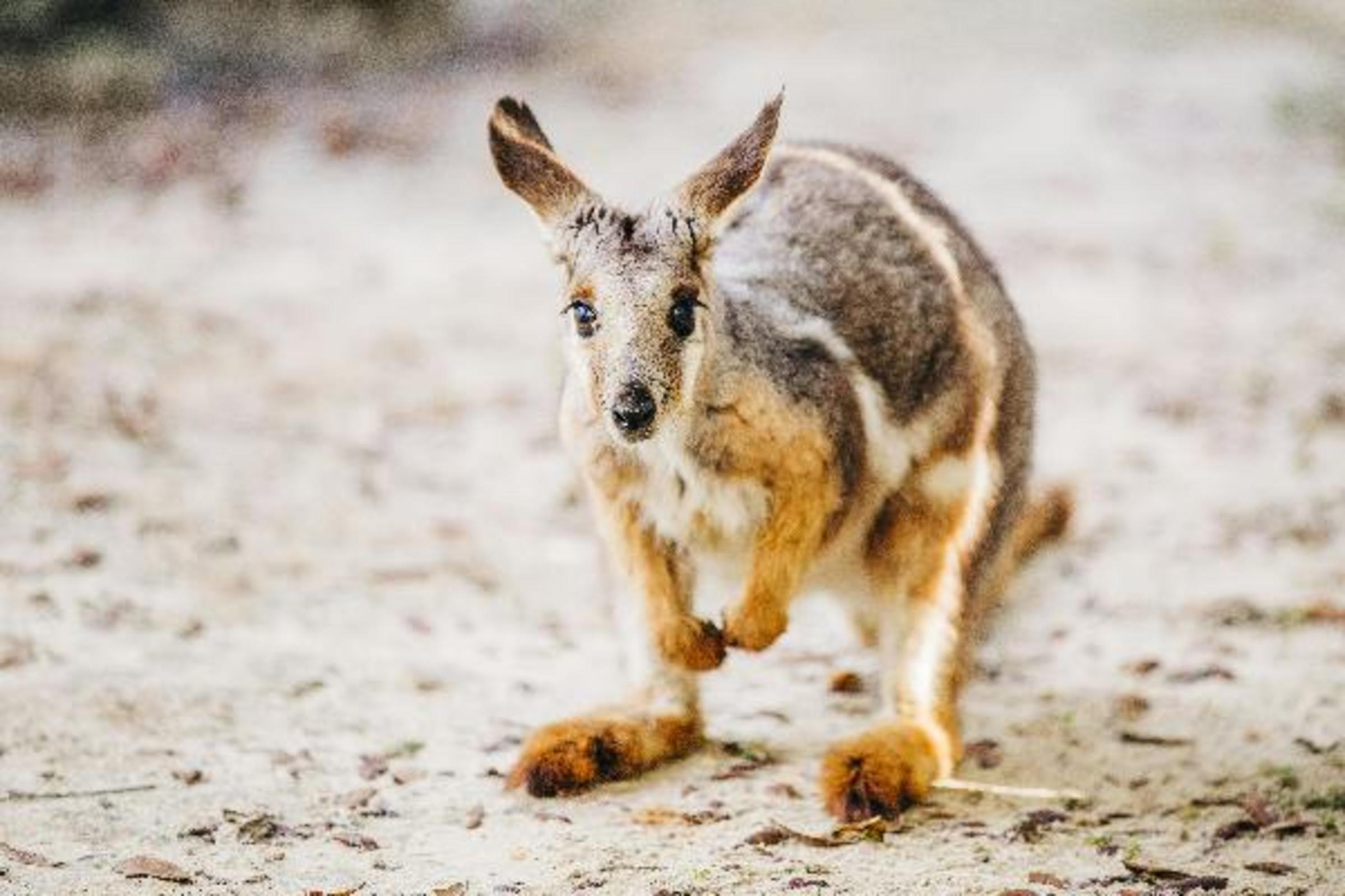 Wallaby