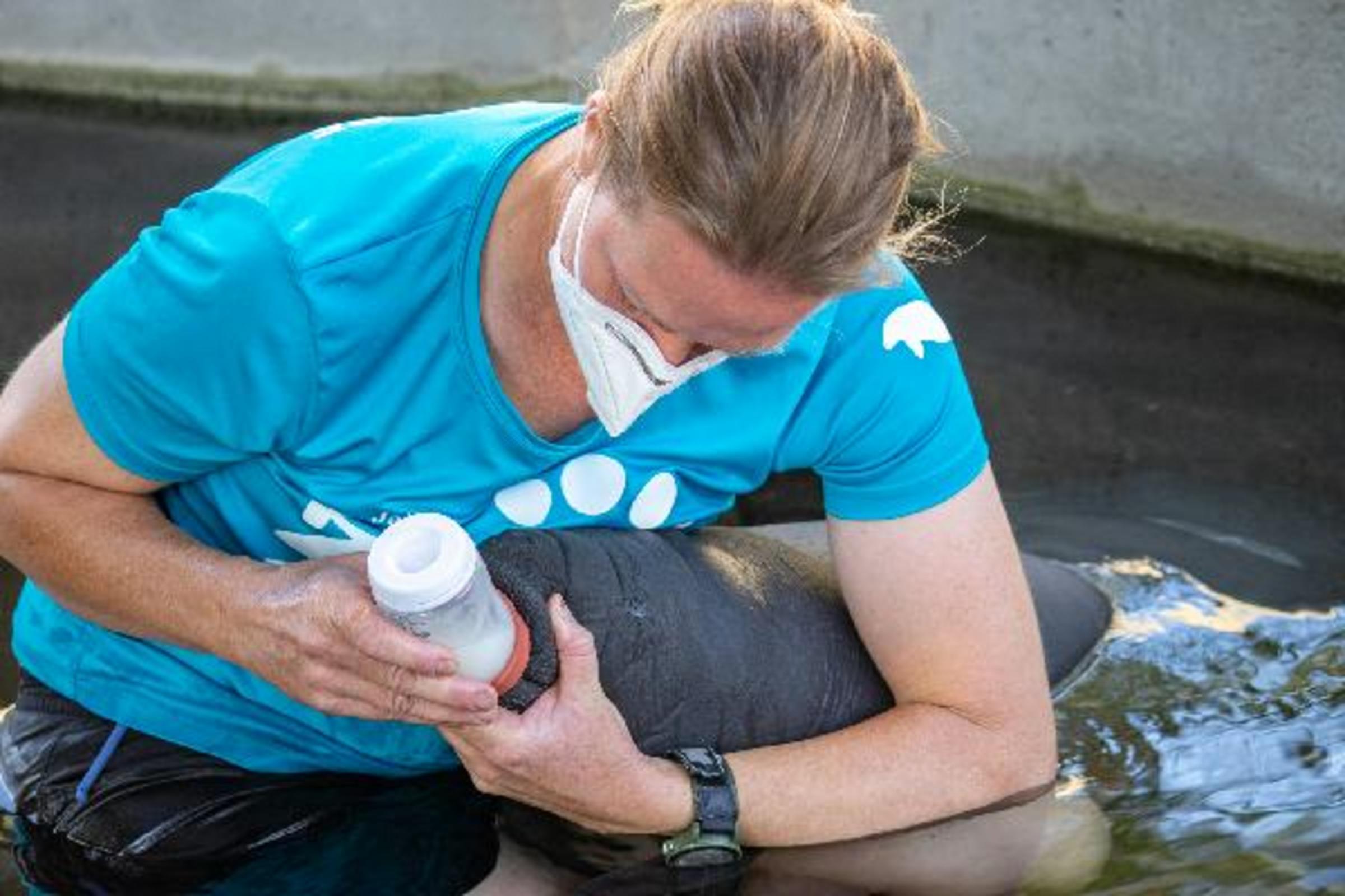 Manatee Feeding