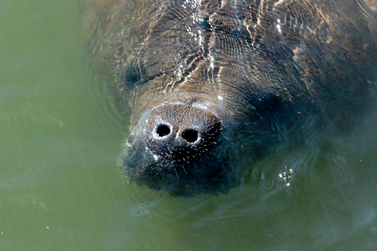 Manatees