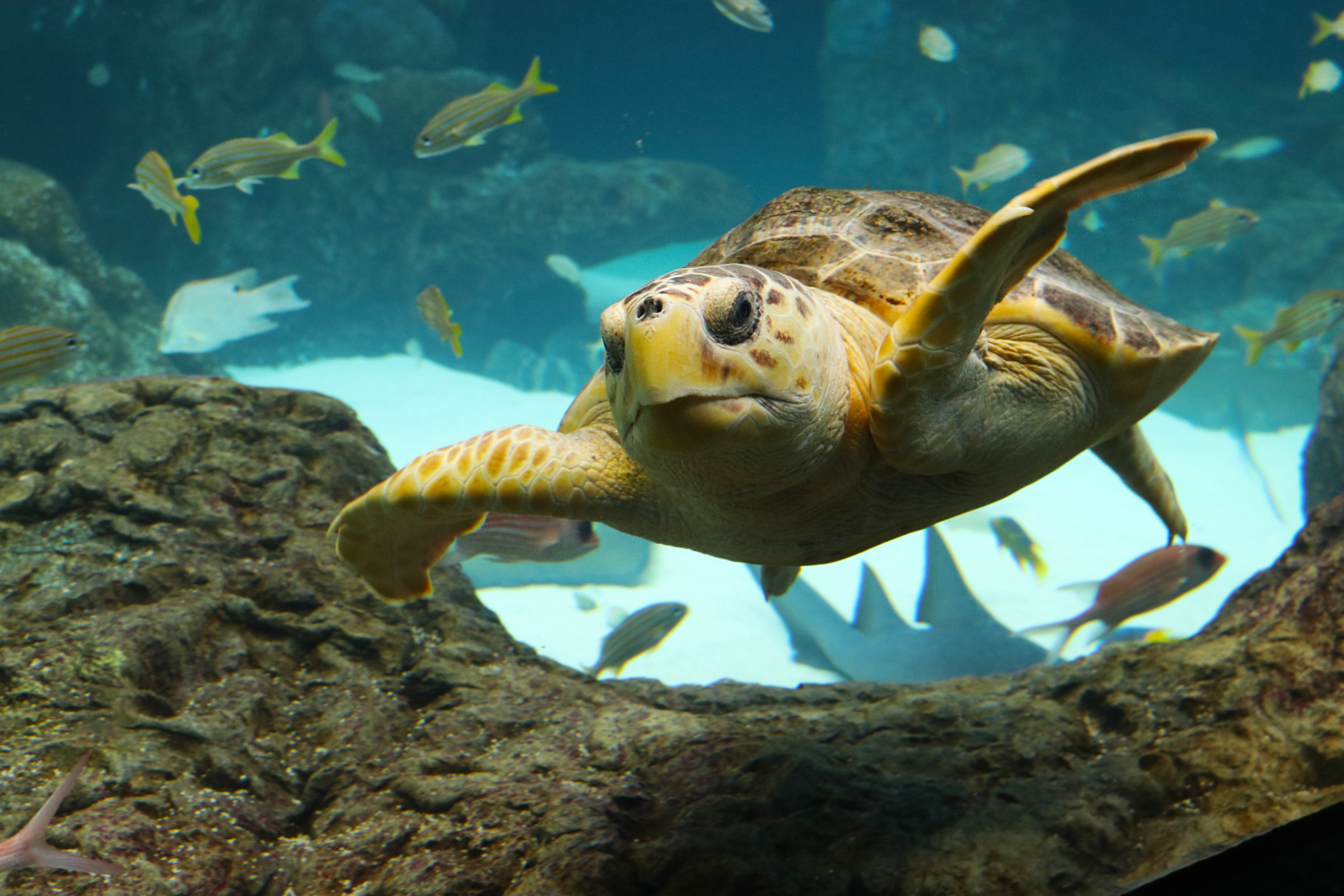 Loggerhead Turtle