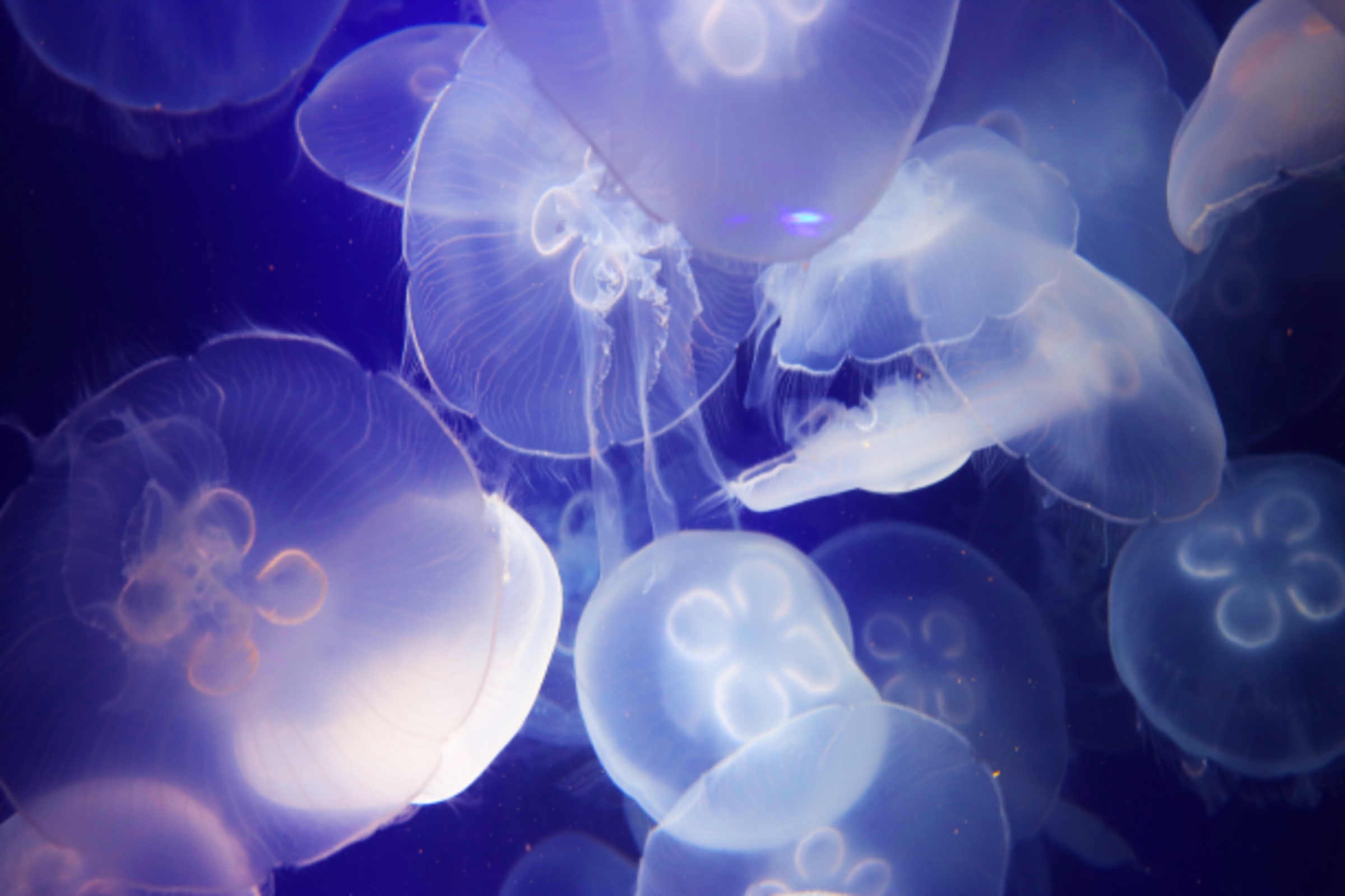 Moon Jellies